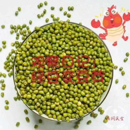 绿豆豆芽_650字