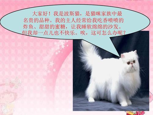 波斯猫发现了幸福_800字