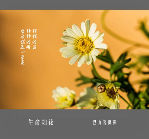 生活就像一朵花_550字