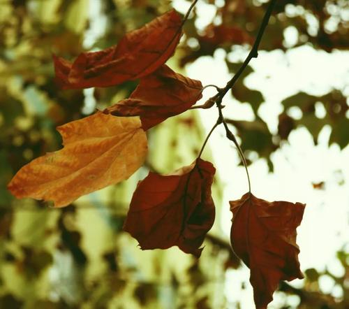 对于堕落的叶子，我认为每个人都在第一次考虑它，这应该是一个同情。 “秋风扫过叶子”确实无情。但落叶，谁知道它的声音。它不需要仁慈，它，它在秋风中微笑。美丽，我喜欢它，这种美丽不是在辉煌的中间，也不落在槽中，它的美丽，不能说，只有感受到心脏，感受到千年的跳跃。
