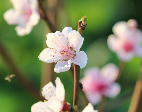 桃花滚动（第18章）_3000字