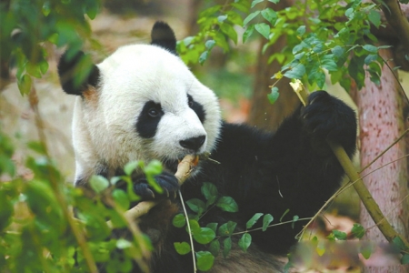 巨大的熊猫太可爱了，我真的很想把它带回家。