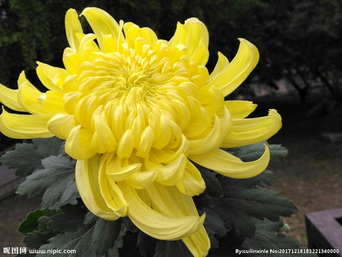 Chrysanthemum _100字