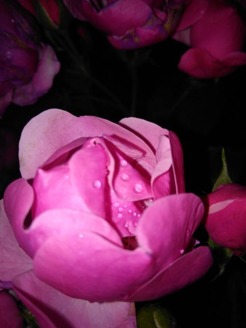 玫瑰，几个春天_800字