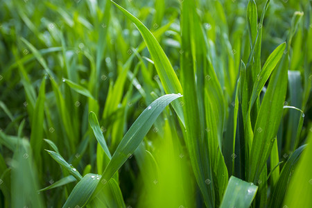 雨后的小麦_150字