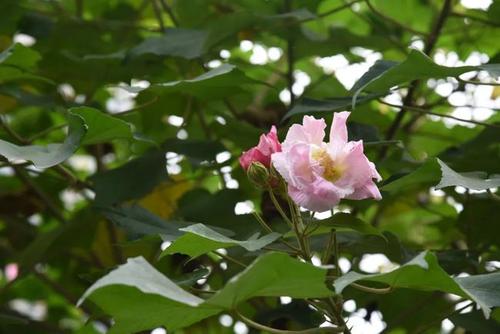 Furong Flower，喜欢幻觉_1000字