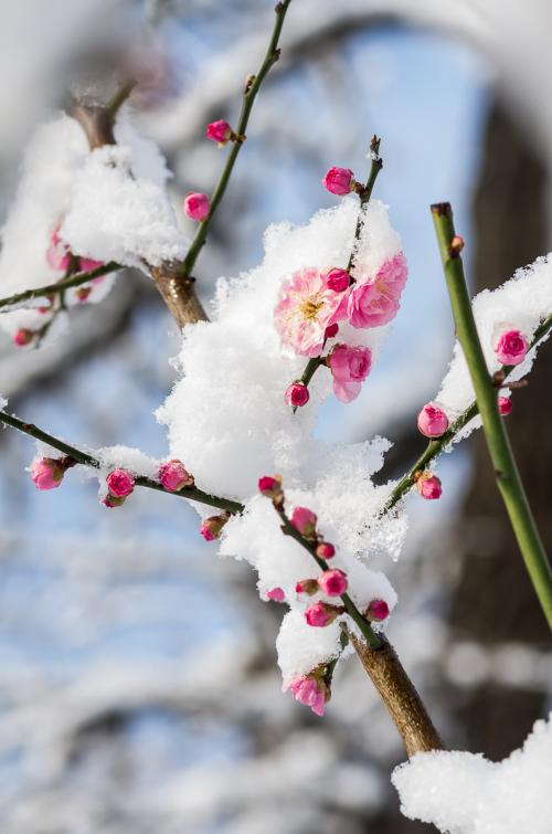 雪视图_1200字