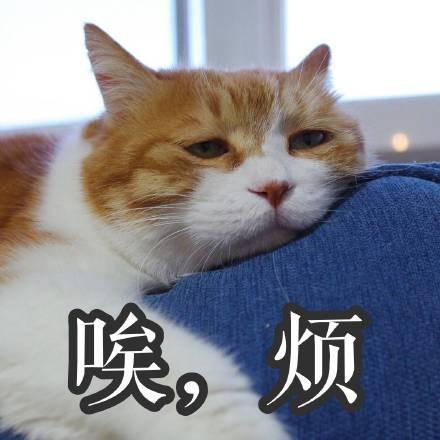 我是猫_500字