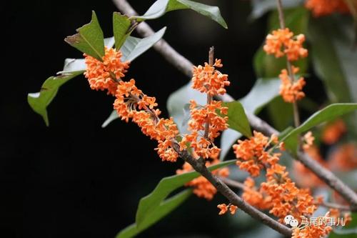 秋季，回忆桂花香气_900字