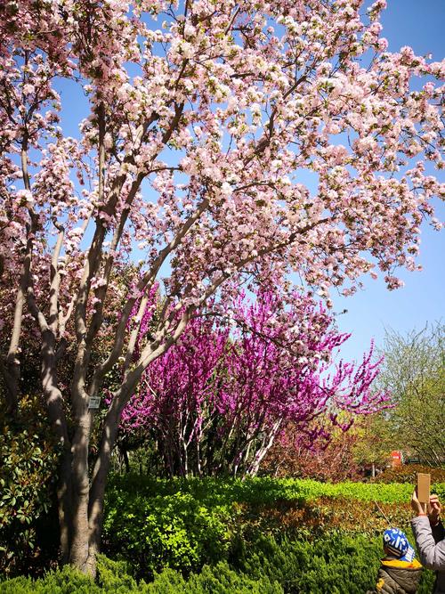 第一个案例成分：海曙花打开_1200字