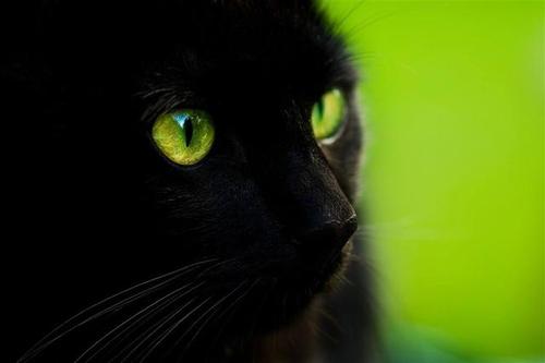 [超级新星初中]黑猫的眼睛_1000字