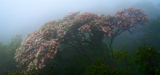 雾中的花 -  _1500字