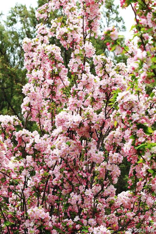 鲜花打开美丽的几何，花是悲伤，鲜花，_3000字