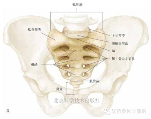 解剖学爱_1200字