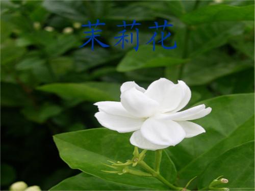 “茉莉花”听取了感觉_750字