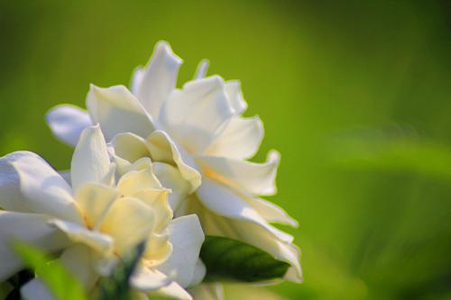 Gardenia Blossom _800字