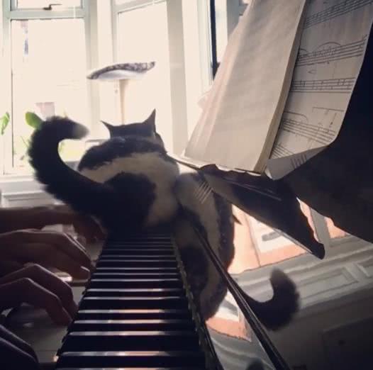 猫钢琴_500字