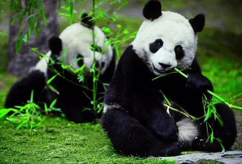 我想成为一个大熊猫_300字