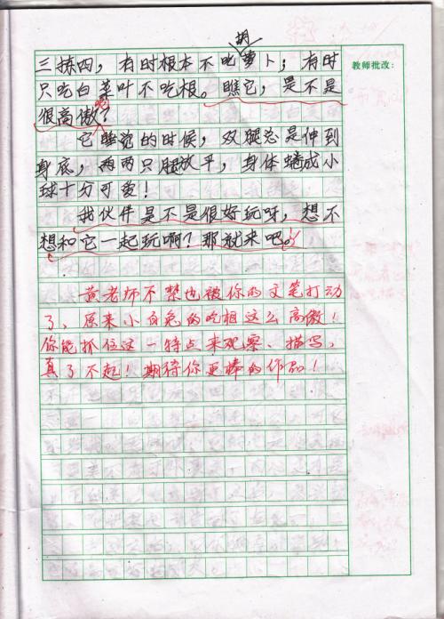 与小波兔的组成：小白兔_200字