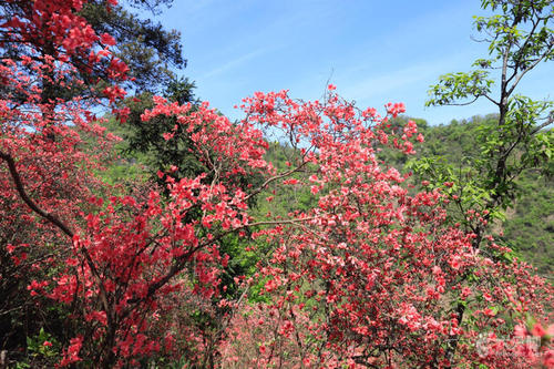 山上的组成：青山红_1200字