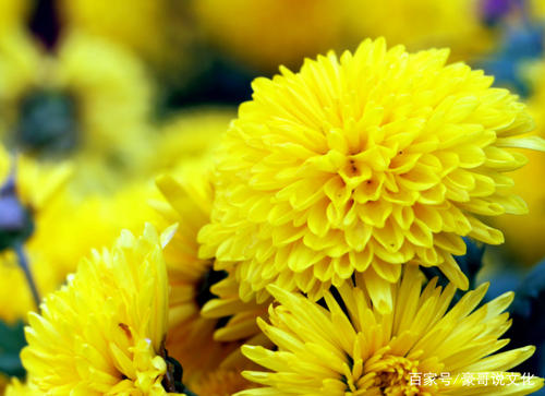 我喜欢chrysanthemum _400字