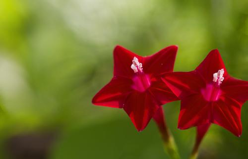 为什么花没芬芳？