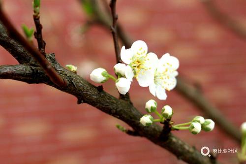 [4月份文章]花有一个沉重的开口，不超过几年_300字