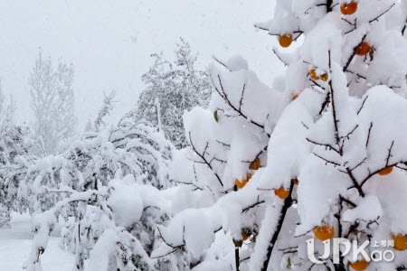 雪景上的构图：冬天雪_600字