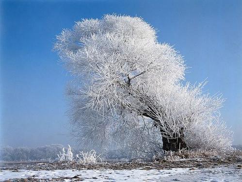 雪景上的构图：冬天的雪景（四）_500字