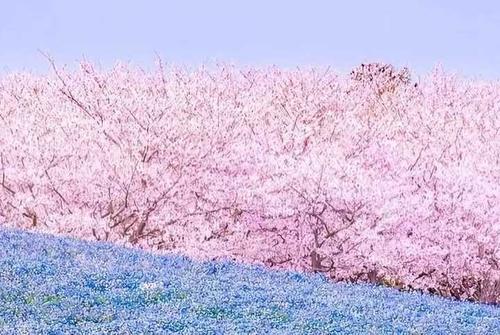 粉蓝樱花（4）_1500字